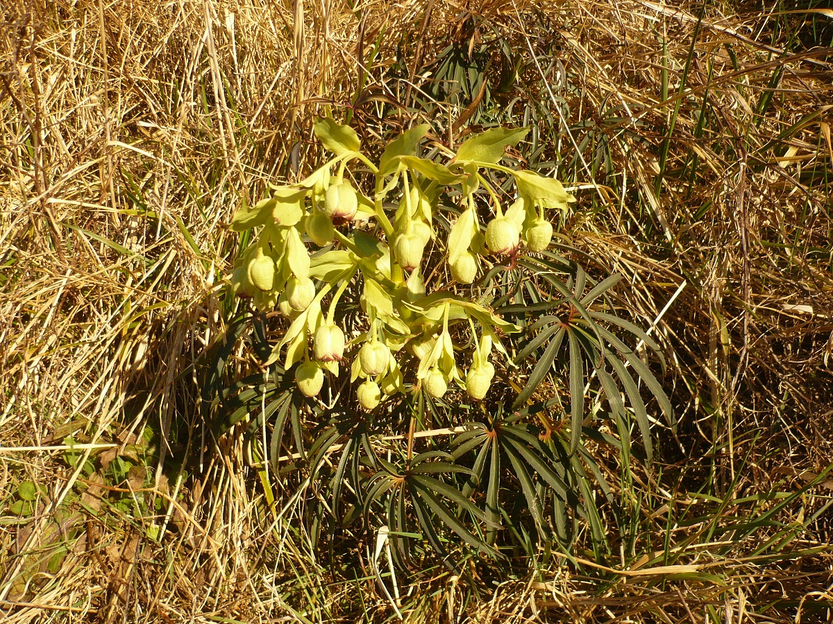 Helleborus foetidus (Ranunculaceae)